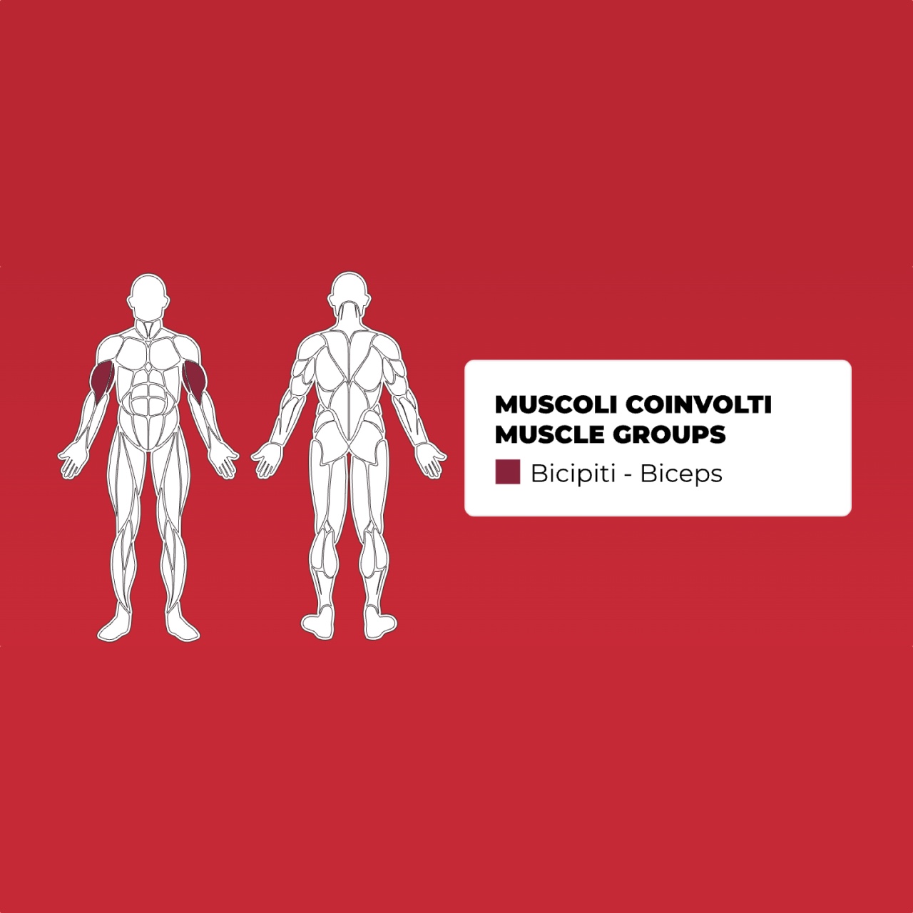 Toorx PLX 8600 Biceps Curl - profesionalna fitnes naprava za trening bicepsov - pin loaded